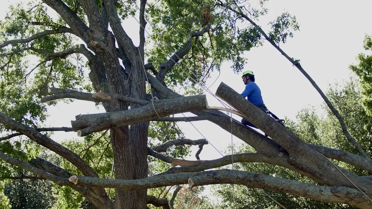 Professional Crown Thinning performed by certified arborists in Holyoke
